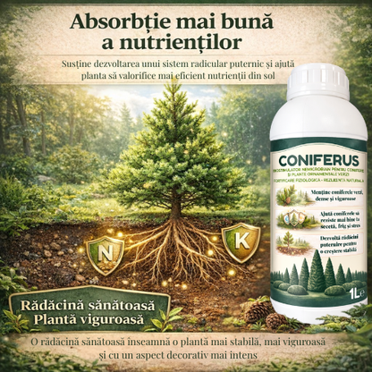 CONIFERUS