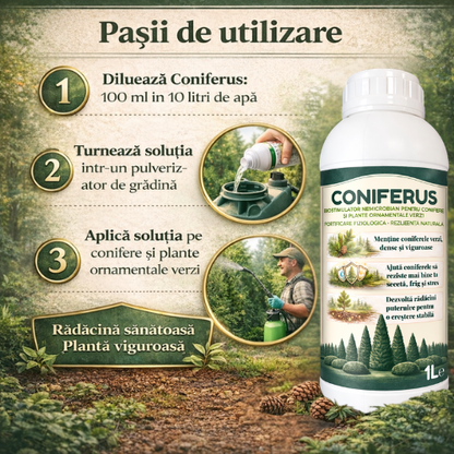 CONIFERUS