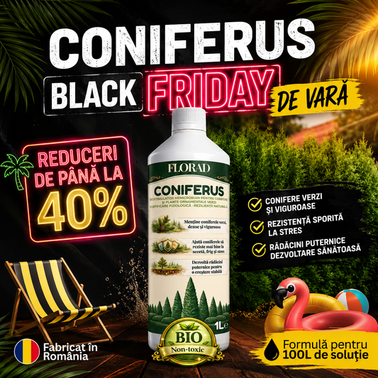 CONIFERUS.